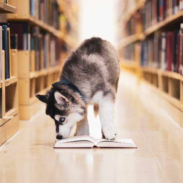Husky puppy sniffing a book on the floor between two shelves of books in the Murray Library.